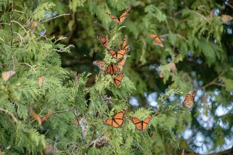 Thousands of monarchs gather in Stonington before journey south
